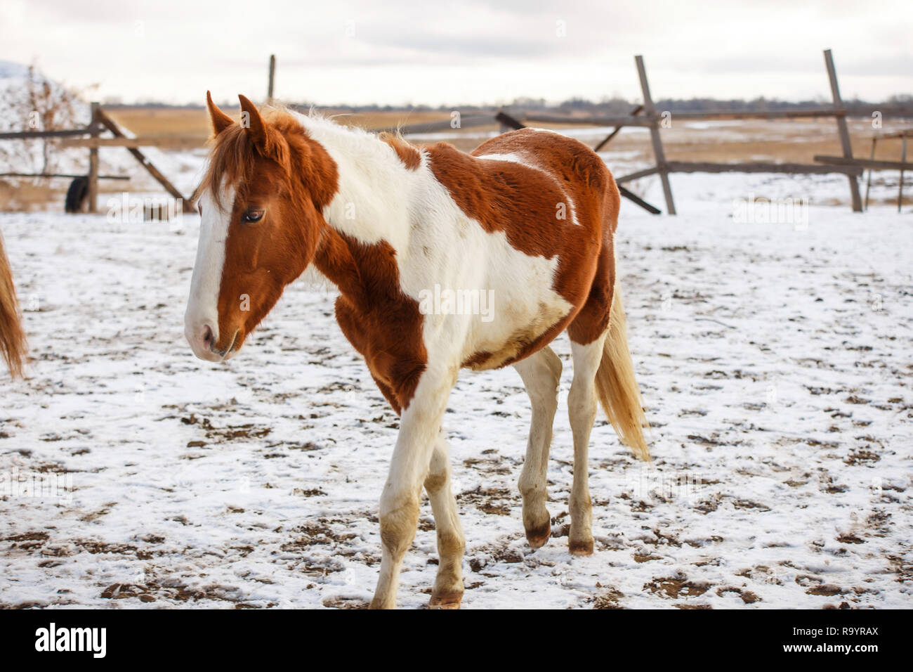 Red horse enjoys snow hi-res stock photography and images - Alamy