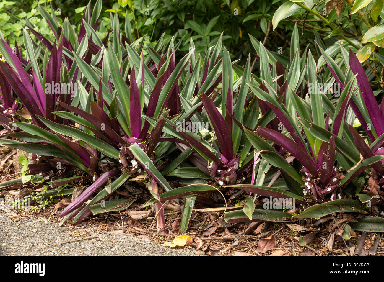 Tradescantia spathacea or Oyster plant growing outdoors Stock Photo Alamy