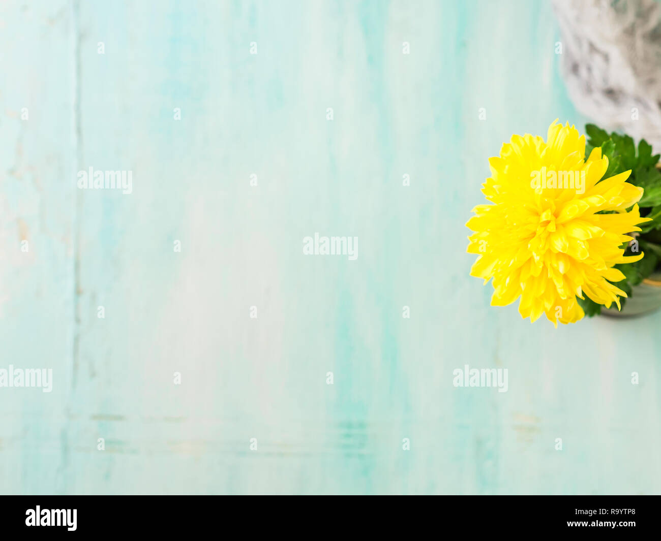 Turquoise Pastel Color Background With Yellow Flower In Vase