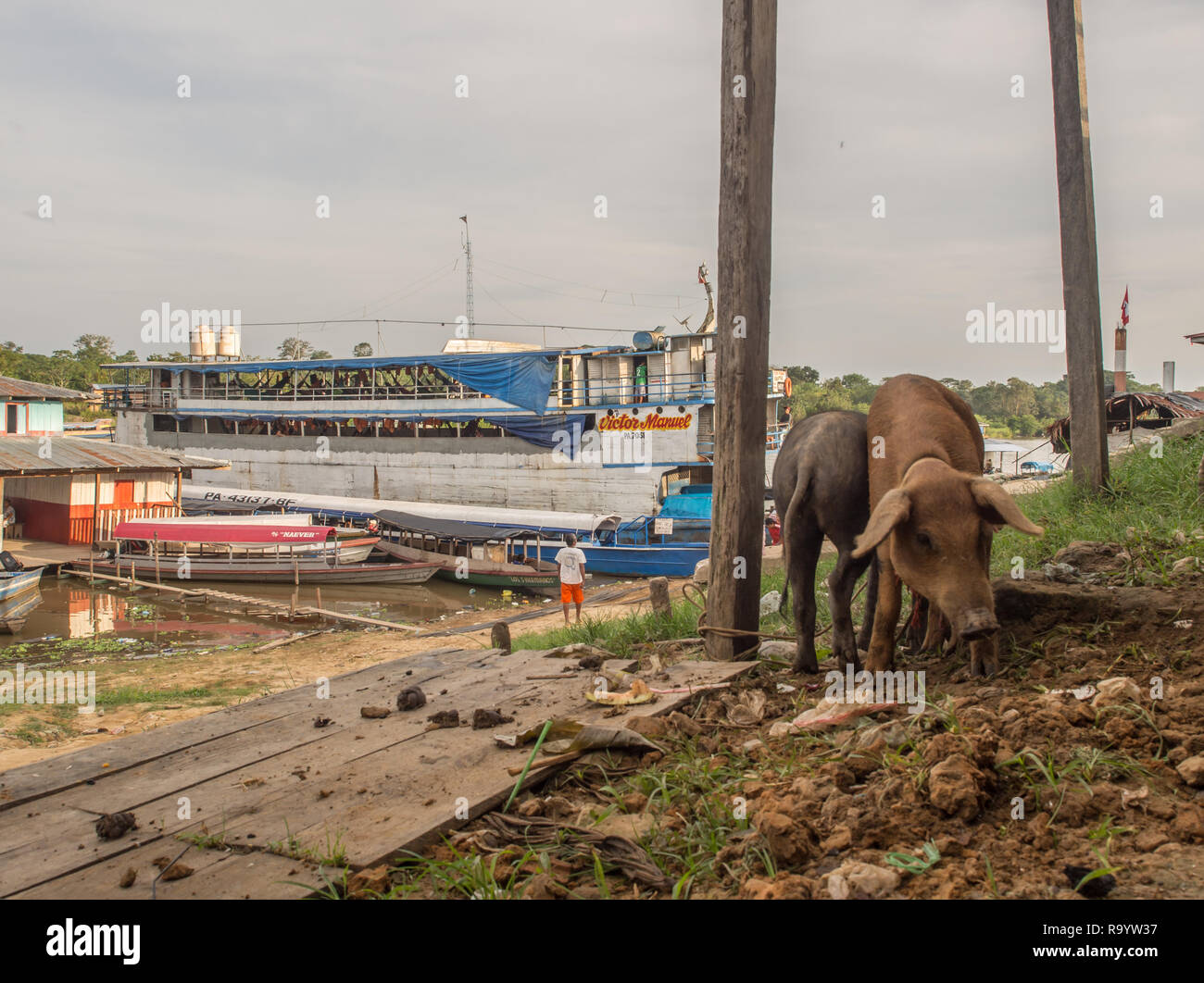 Caballococha, Peru - December 11, 2017: Pigs on the background of a cargo boat  in the port on the Amazon river Stock Photo