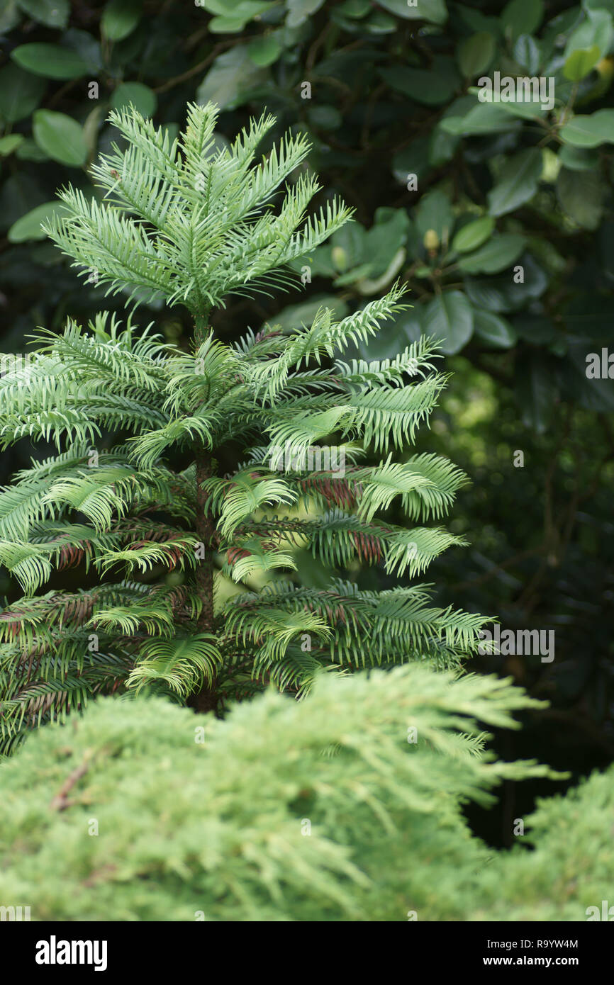 Wollemia nobilis (Wollemi Pine) Stock Photo