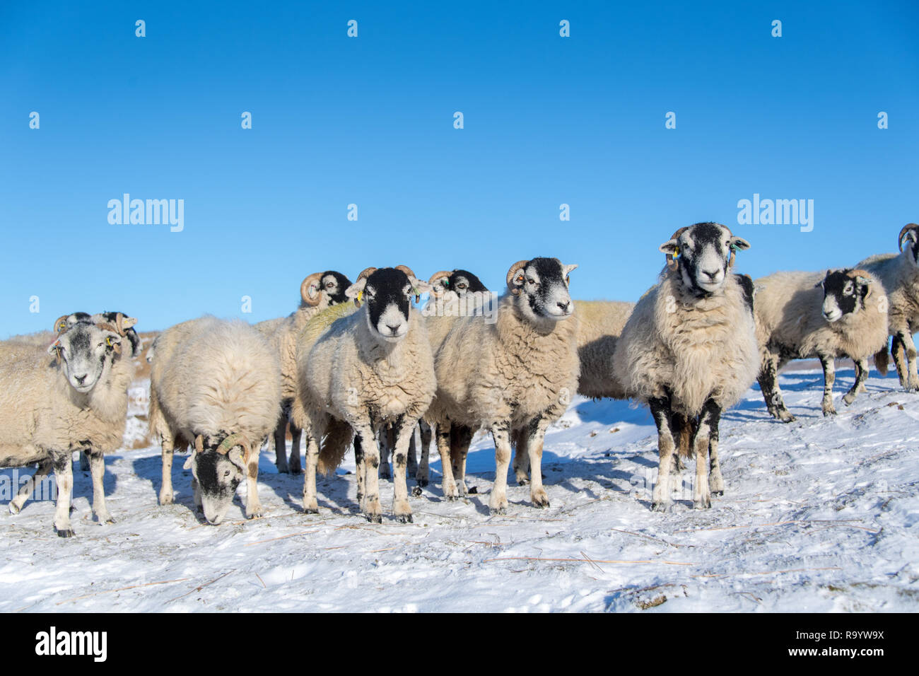 Swaledale ewes waiting in snow covered pasture for shepherd to bring them extra feed. North Yorkshire, UK. Stock Photo