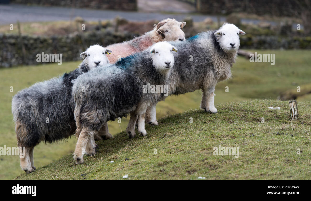Herdwick ewes and a ram standing in pasture, North Yorkshire, UK. Stock Photo