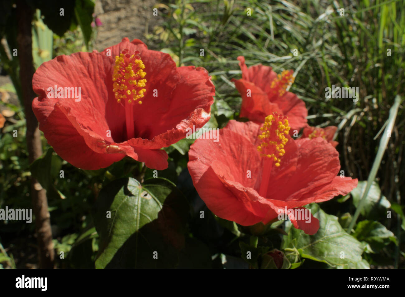 Scarlet Hibiscus Flower In Swiss Cottage Garden Stock Photo