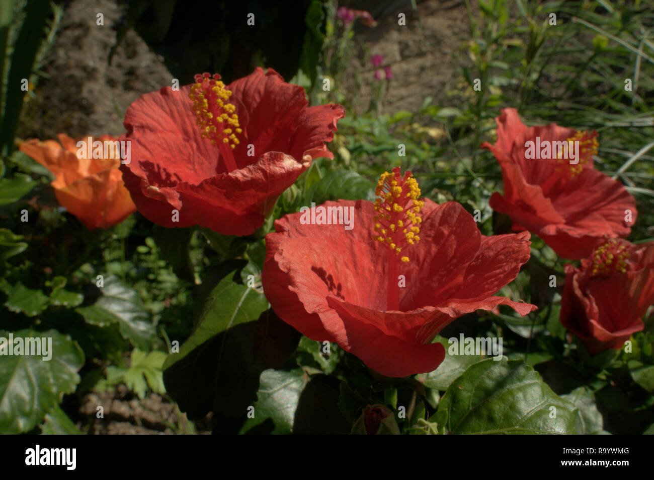 Scarlet Hibiscus Flower In Swiss Cottage Garden Stock Photo