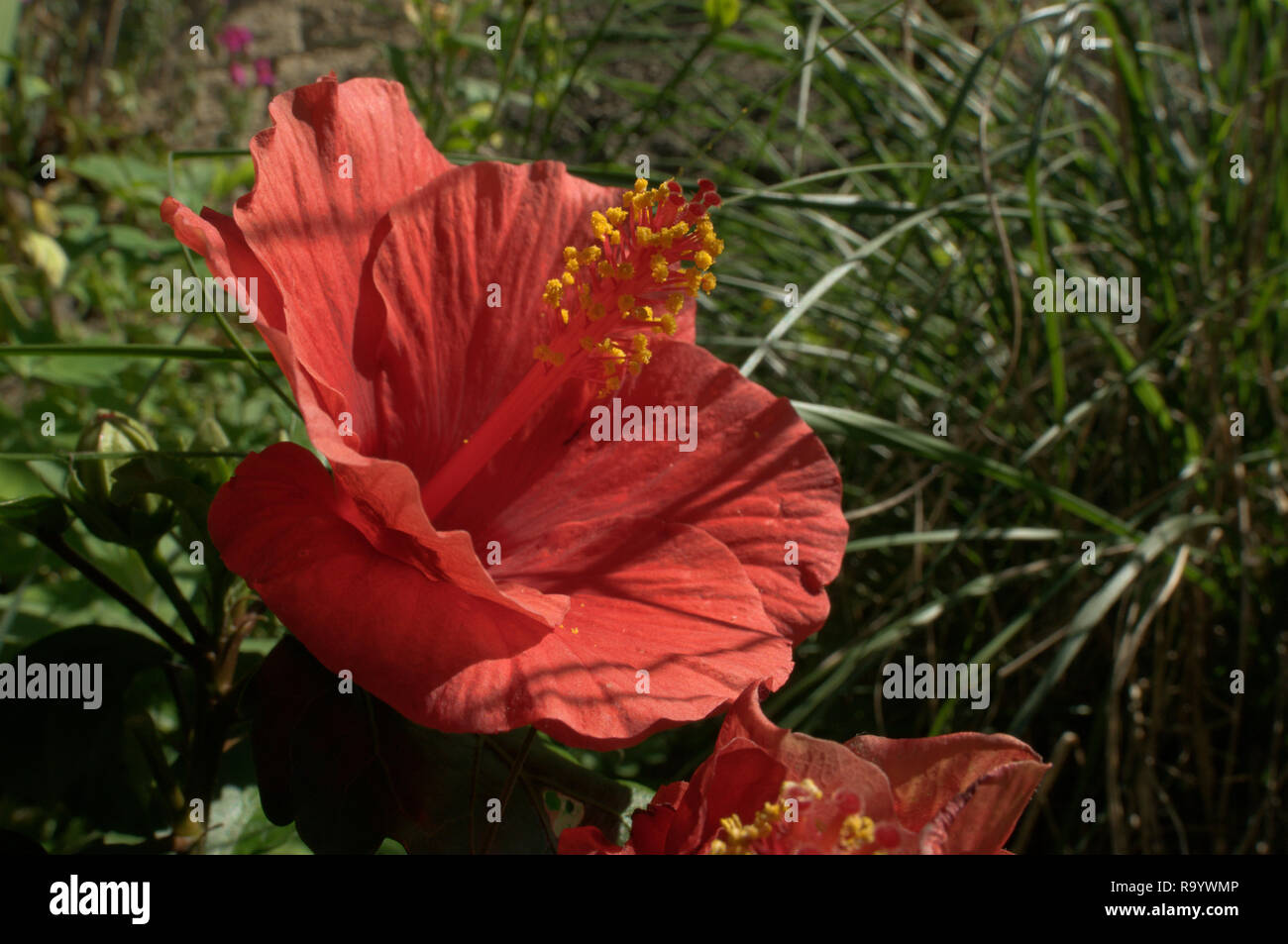 Scarlet Hibiscus Flower In Swiss Cottage Garden Stock Photo