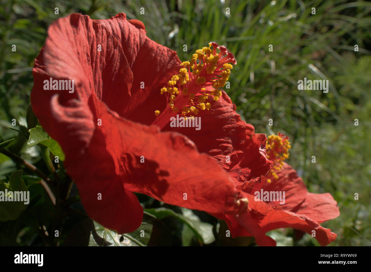 Scarlet Hibiscus Flower In Swiss Cottage Garden Stock Photo