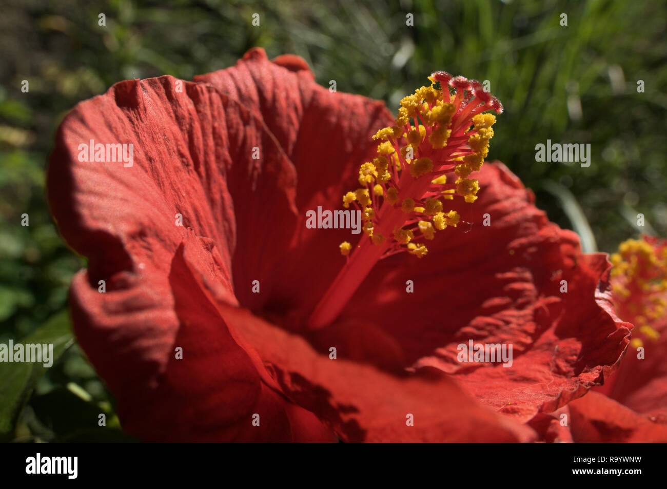 Scarlet Hibiscus Flower In Swiss Cottage Garden Stock Photo