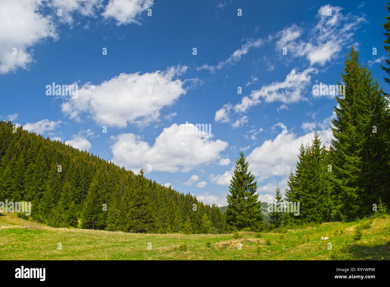 Evergreen tree forest and the blue sky, summer landscape Stock Photo ...