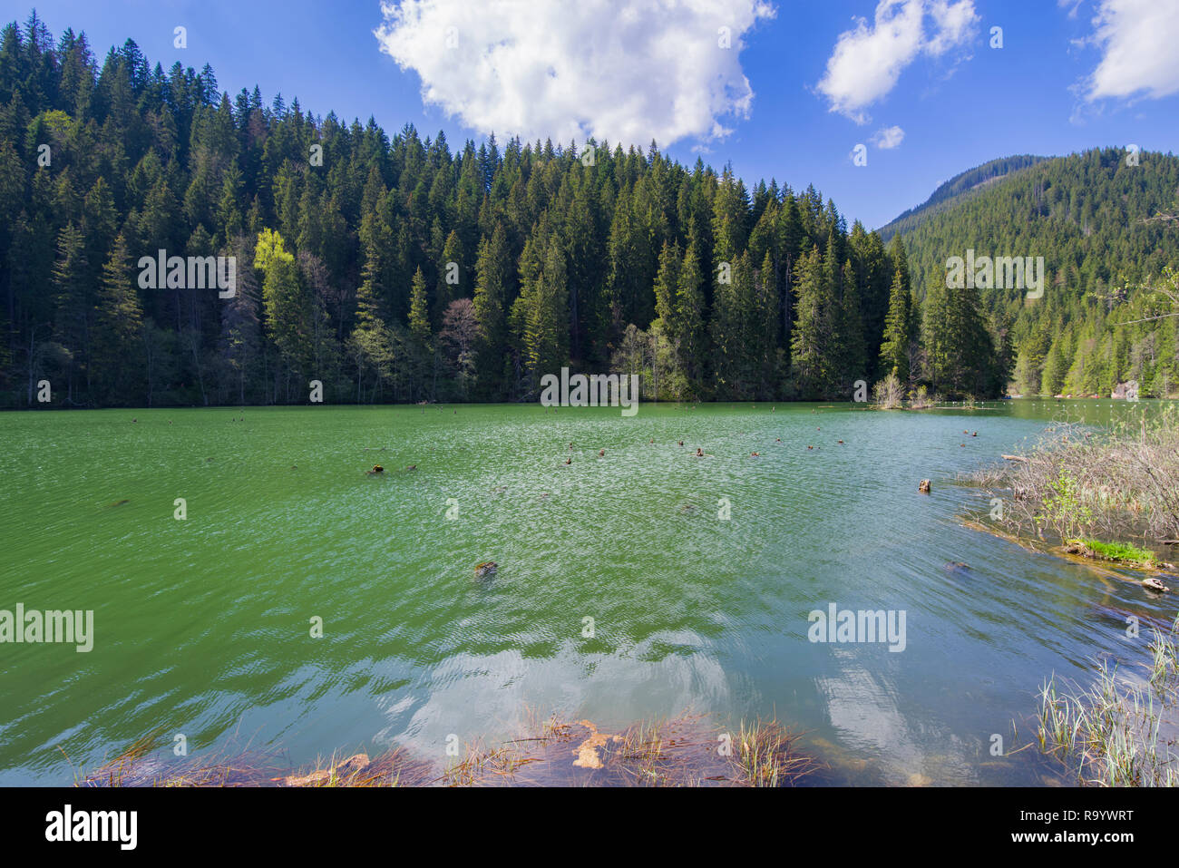 Green lake (actually called Red Lake, Romania) with some dead tree in it  and evergreen forest, summer scene Stock Photo - Alamy