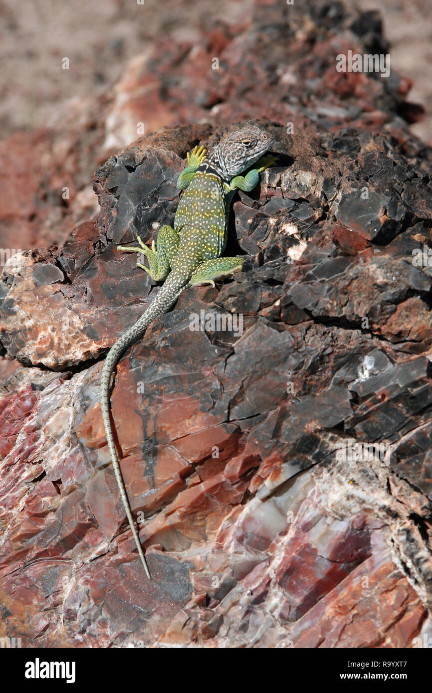 Collared Lizard Crotaphytus collaris sunning on a piece of