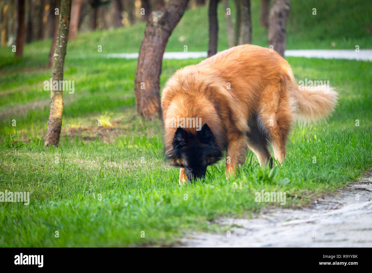 Front view of a Serra da Estrela dog eating some grass at the green forest park. Stock Photo