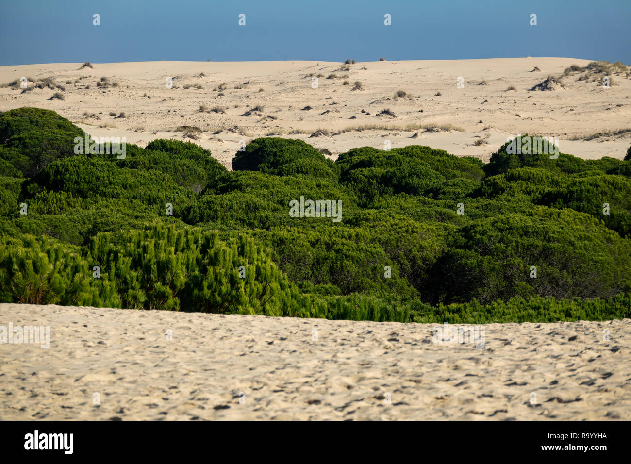 Pine tree forest in the valley of the desert Stock Photo Alamy