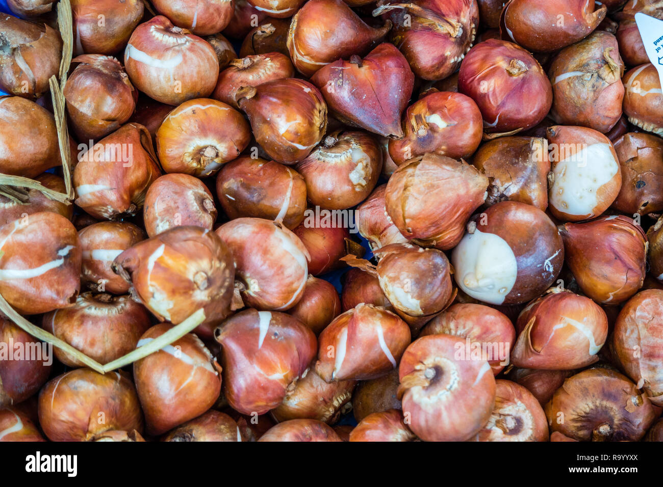 Flower bulbs background Stock Photo - Alamy