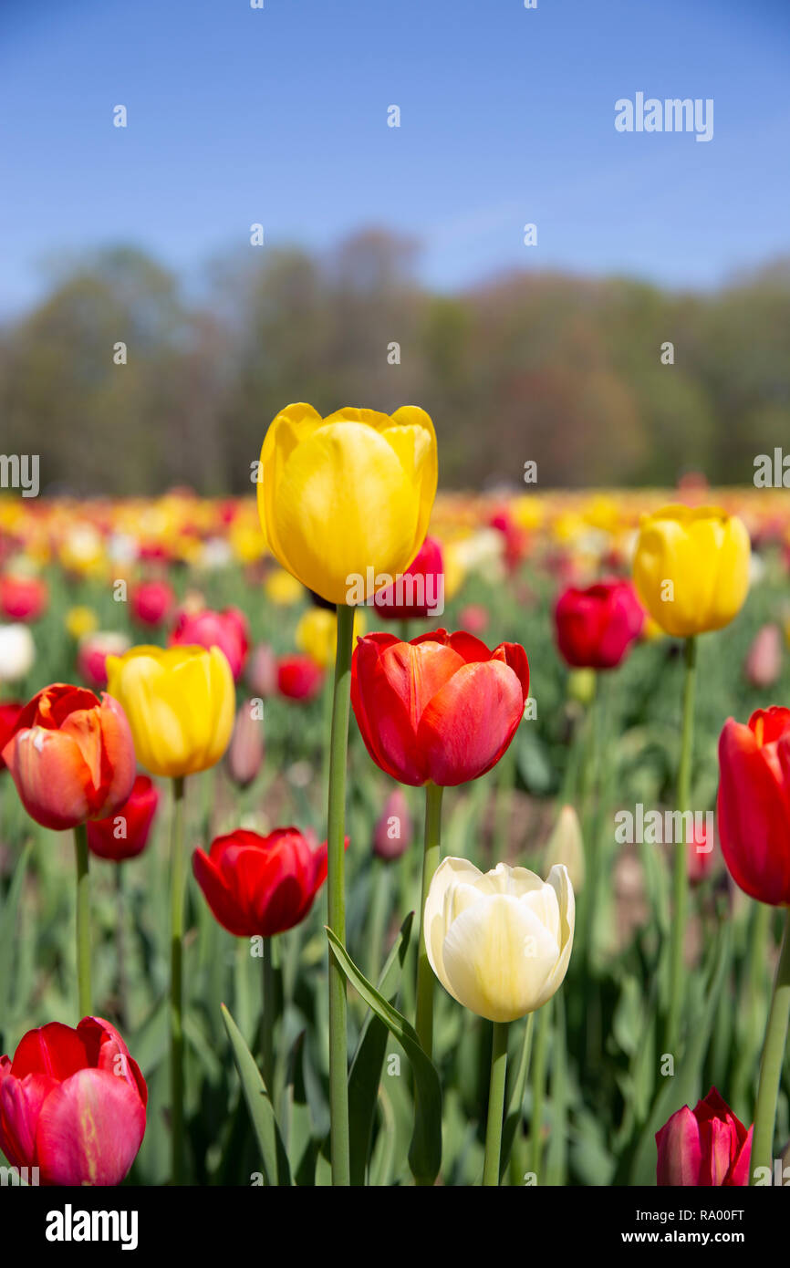 Wicked Tulip Farm Johnston, Rhode Island Stock Photo Alamy