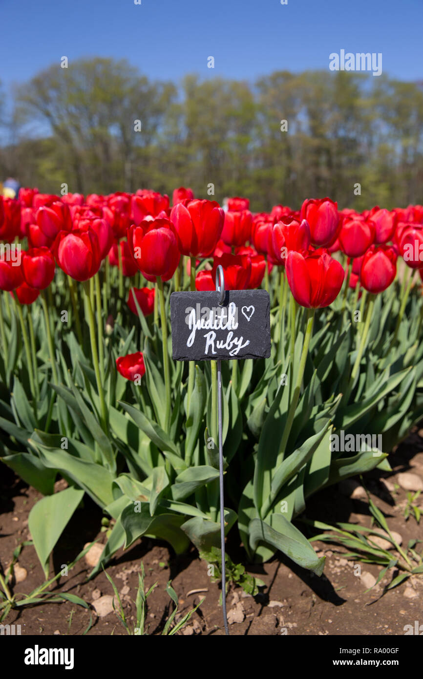 Wicked Tulip Farm Johnston, Rhode Island Stock Photo Alamy