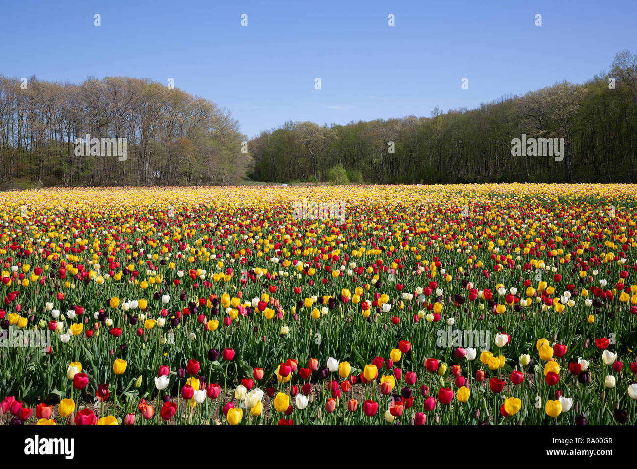 Wicked Tulip Farm Johnston, Rhode Island Stock Photo Alamy