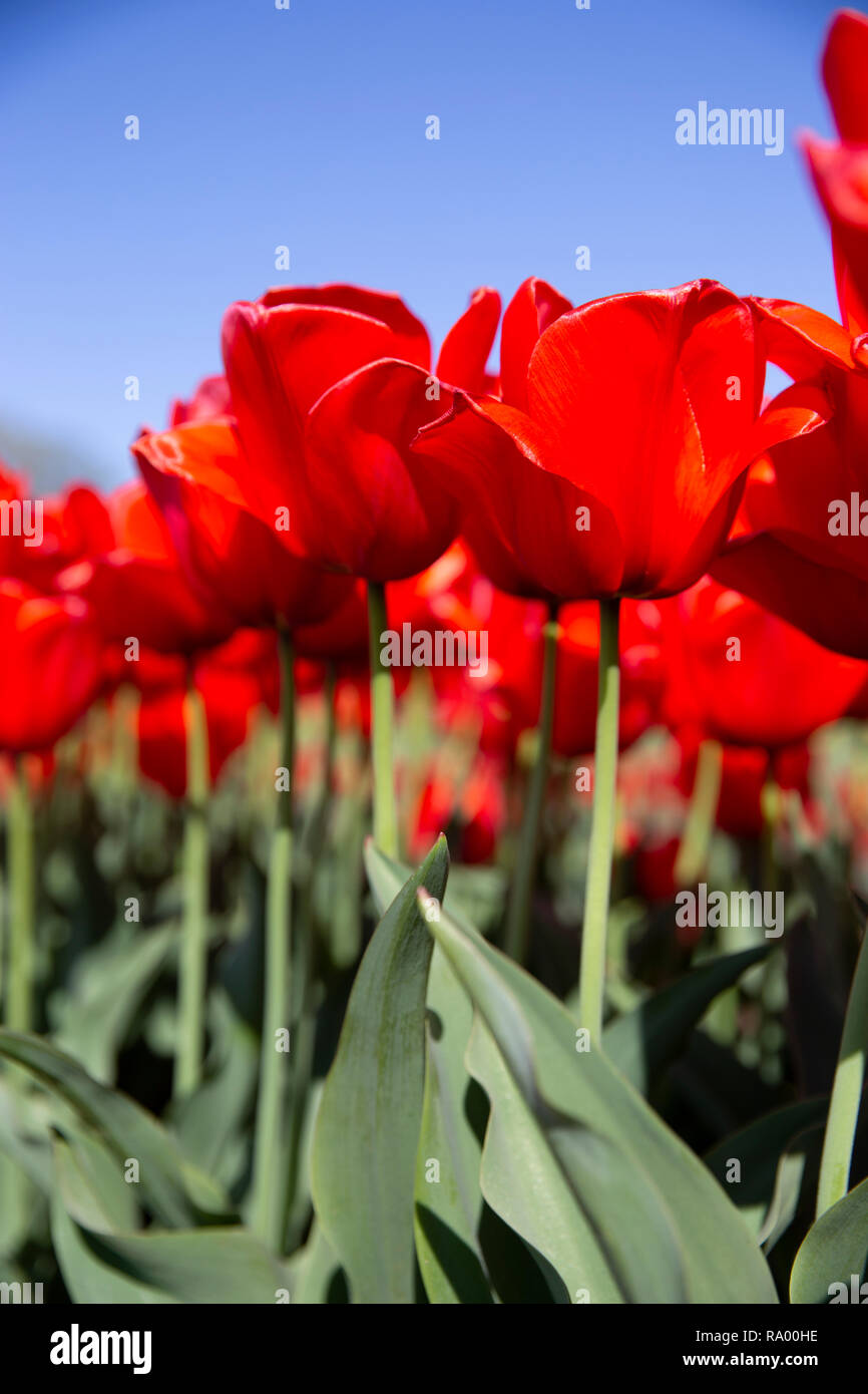 Wicked Tulip Farm Johnston, Rhode Island Stock Photo Alamy
