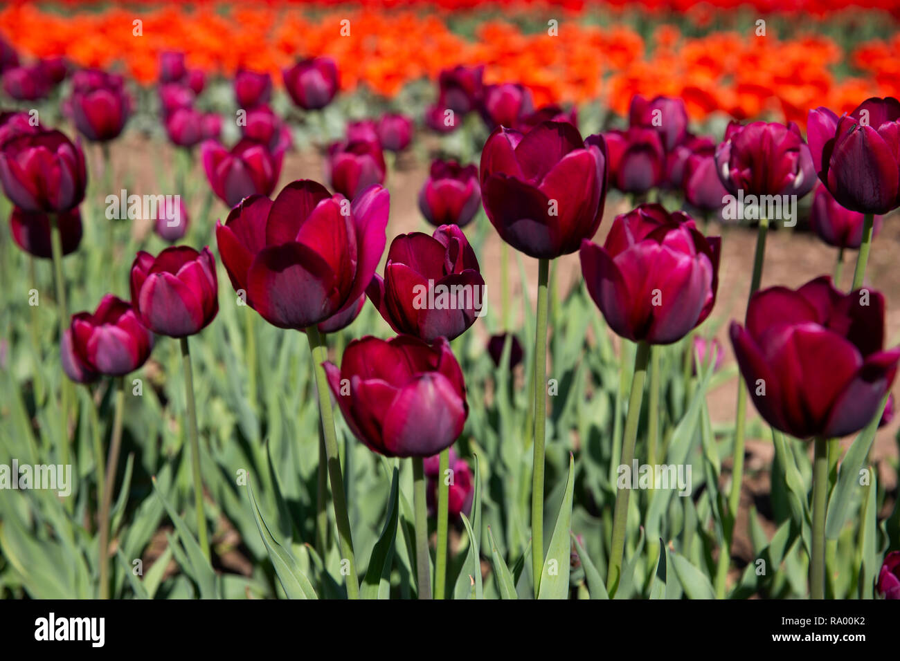 Wicked Tulip Farm Johnston, Rhode Island Stock Photo Alamy