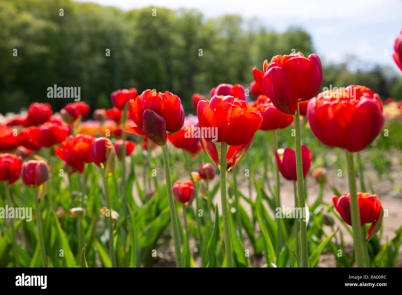 Wicked Tulip Farm Johnston, Rhode Island Stock Photo Alamy