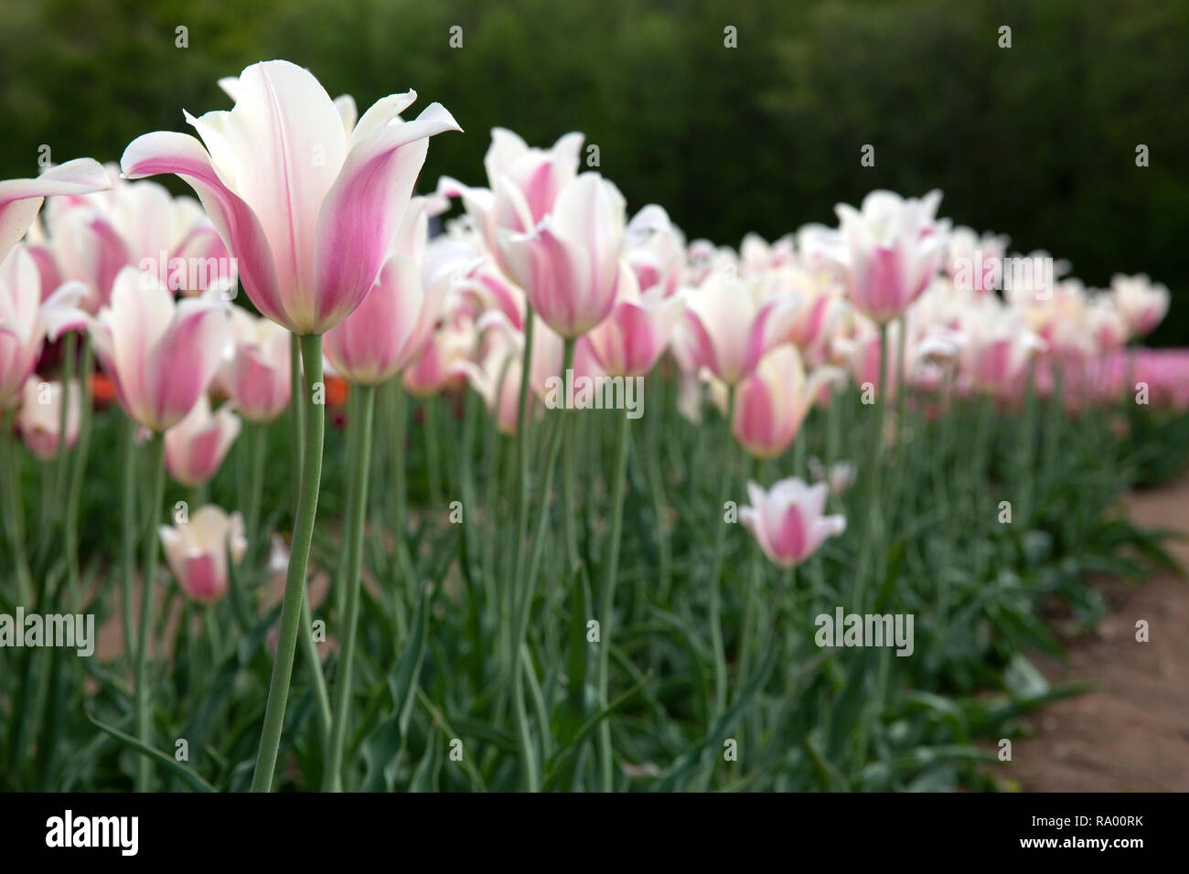 Wicked Tulip Farm Johnston, Rhode Island Stock Photo Alamy