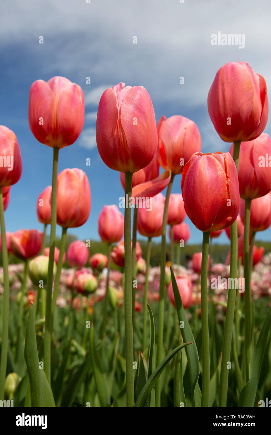 Wicked Tulip Farm Johnston, Rhode Island Stock Photo Alamy