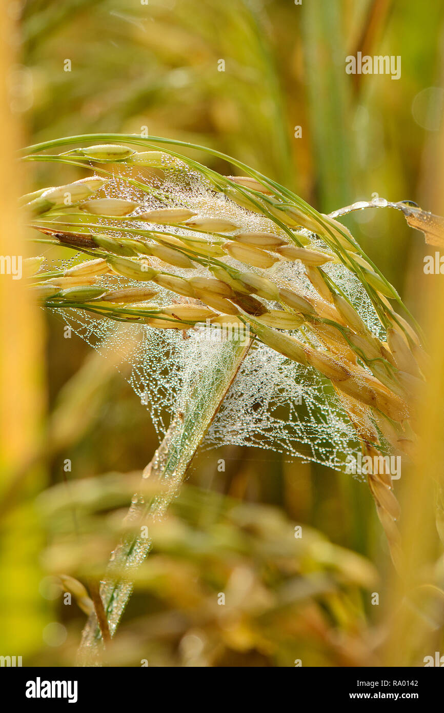 Boro rice cultivation hi-res stock photography and images - Alamy