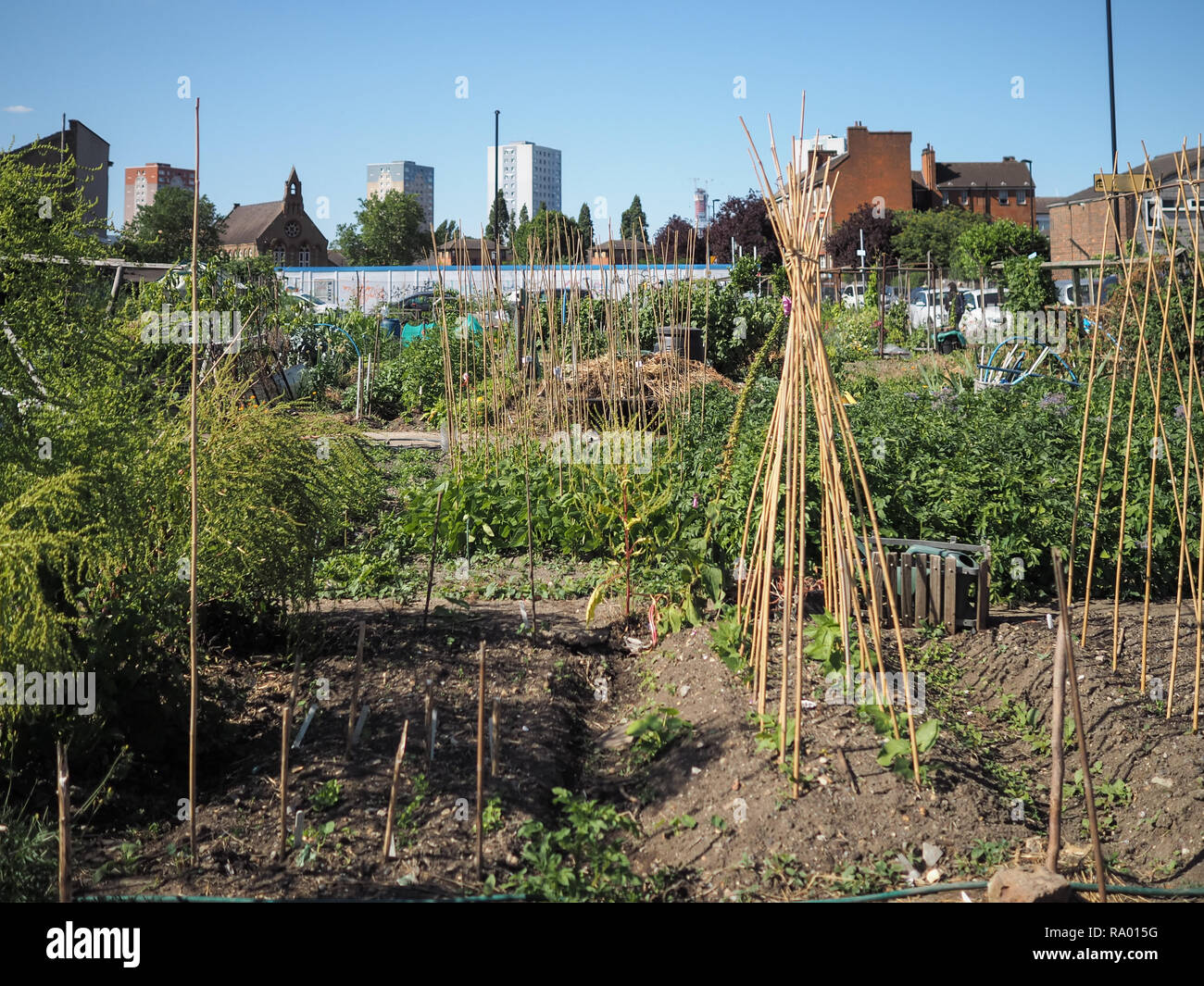 London, UK, a city allotment growing vegetables with canes Stock Photo