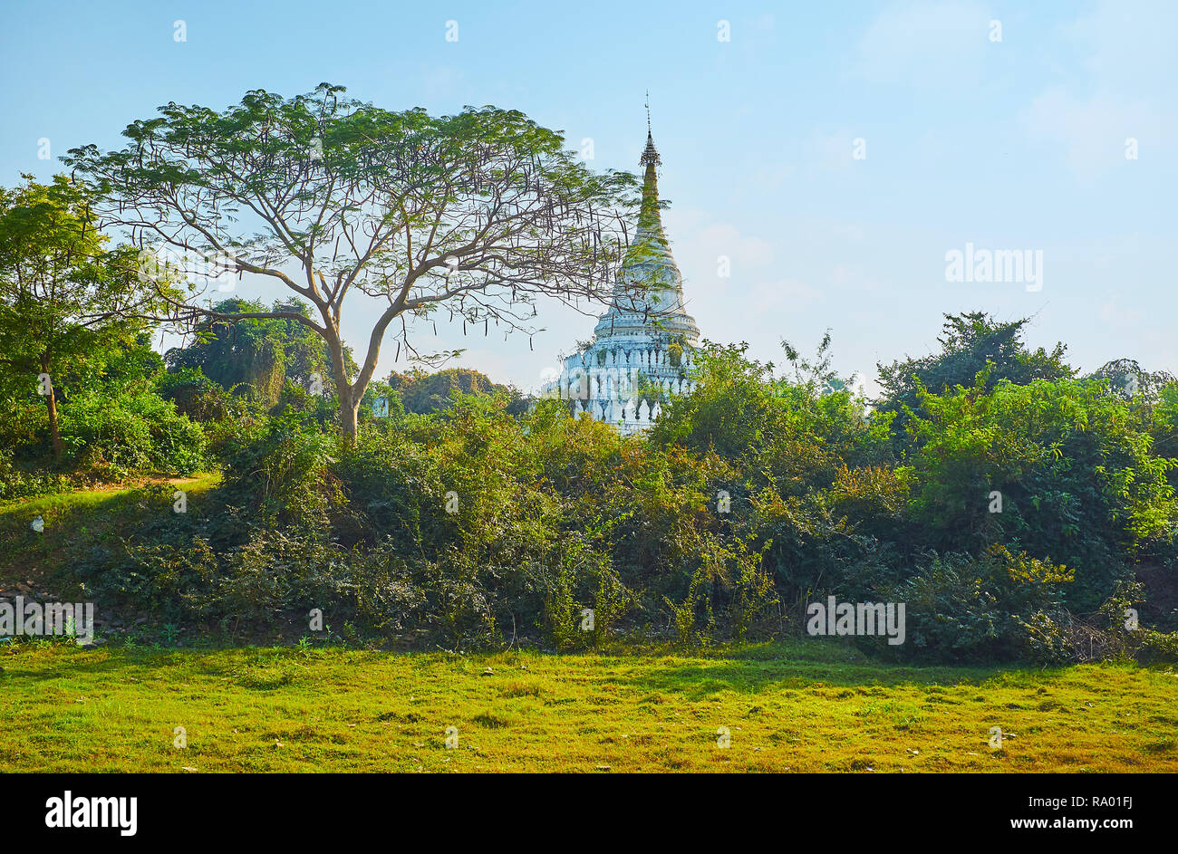 The ornate white stupa of Desada Taya Pagoda with old golden hti umbrella is seen through the thickets of greenery behind the spreading acacia catechu Stock Photo