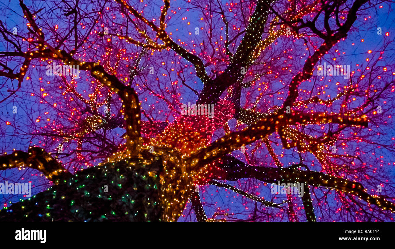 Old big tree decorated with yellow, orange, and red Christmas lights