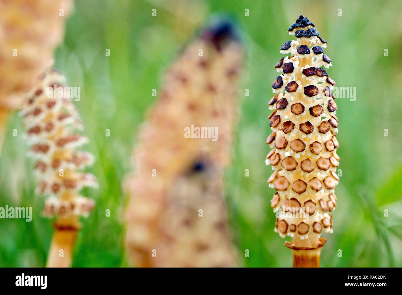 Field Horsetail (equisetum arvense), close up of the very primitive looking flowering spike. Stock Photo