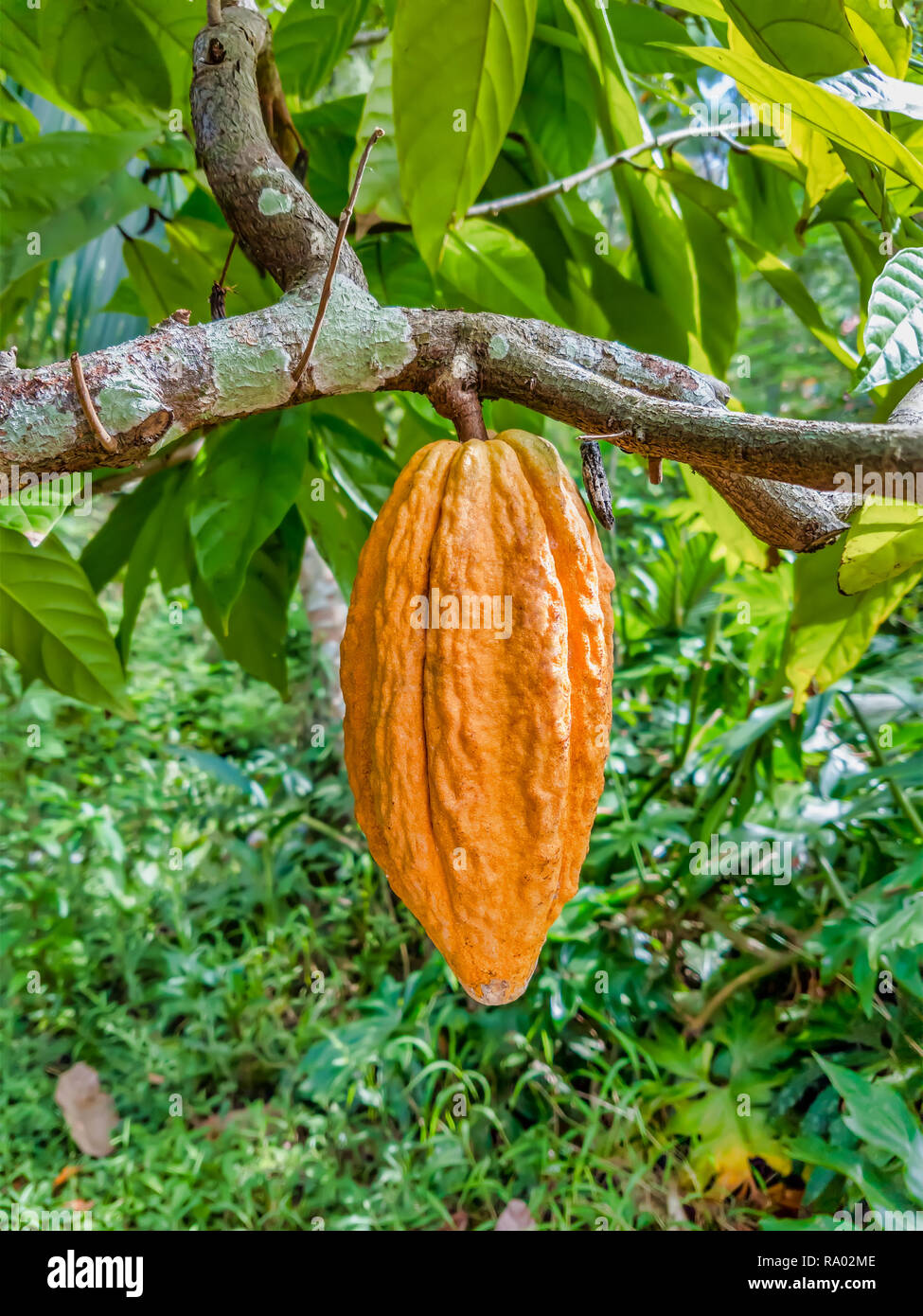 Orange unripe cocoa fruit hanging from the branch. Stock Photo