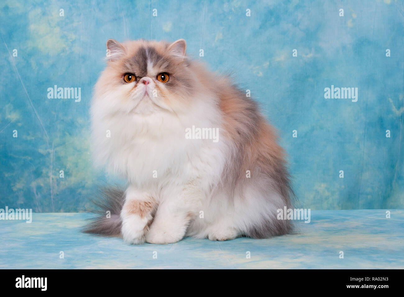 Persian cat portrait Stock Photo - Alamy