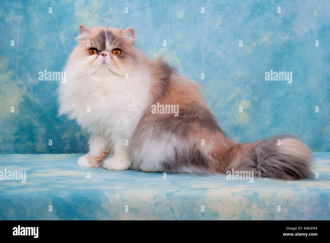Persian cat portrait Stock Photo - Alamy