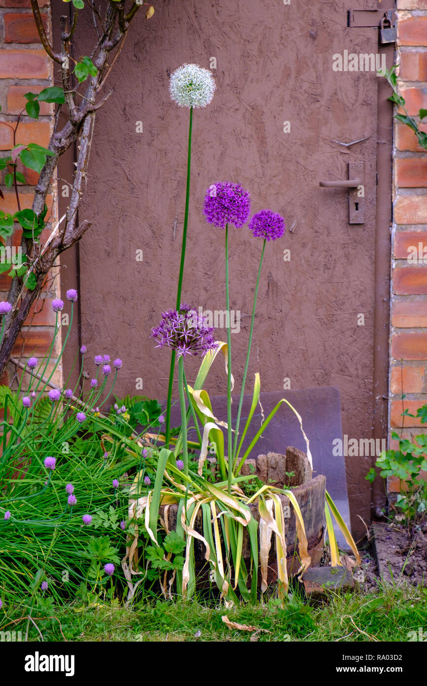 Allium (onion) aflatunense growing in back garden, UK Stock Photo