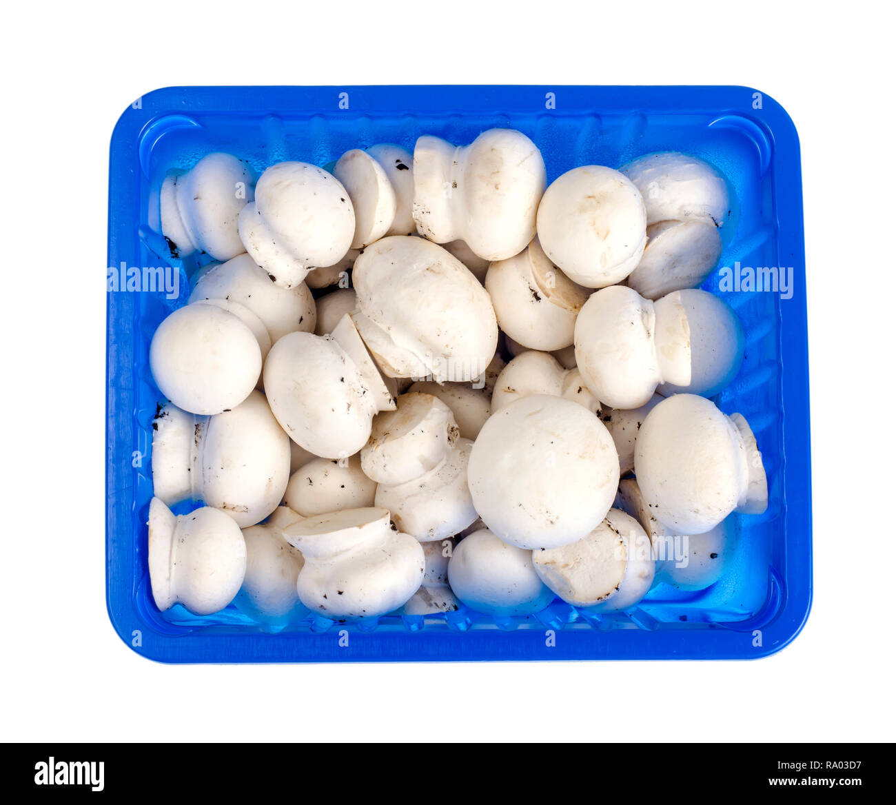 Download Fresh Little White Champignons In Blue Plastic Form Studio Photo Stock Photo Alamy Yellowimages Mockups