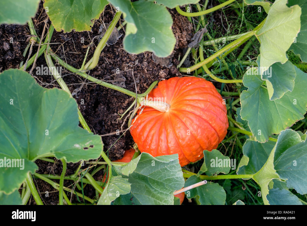 Rouge d'Estampe pumpkins growing on an allotment, UK Stock Photo