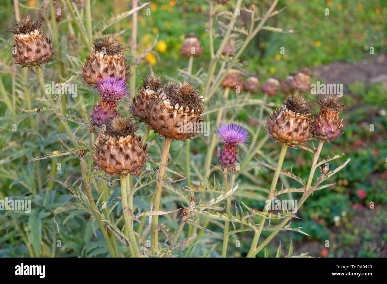 Flower heads of Cardoon (Cynara cardunculus), also called the artichoke