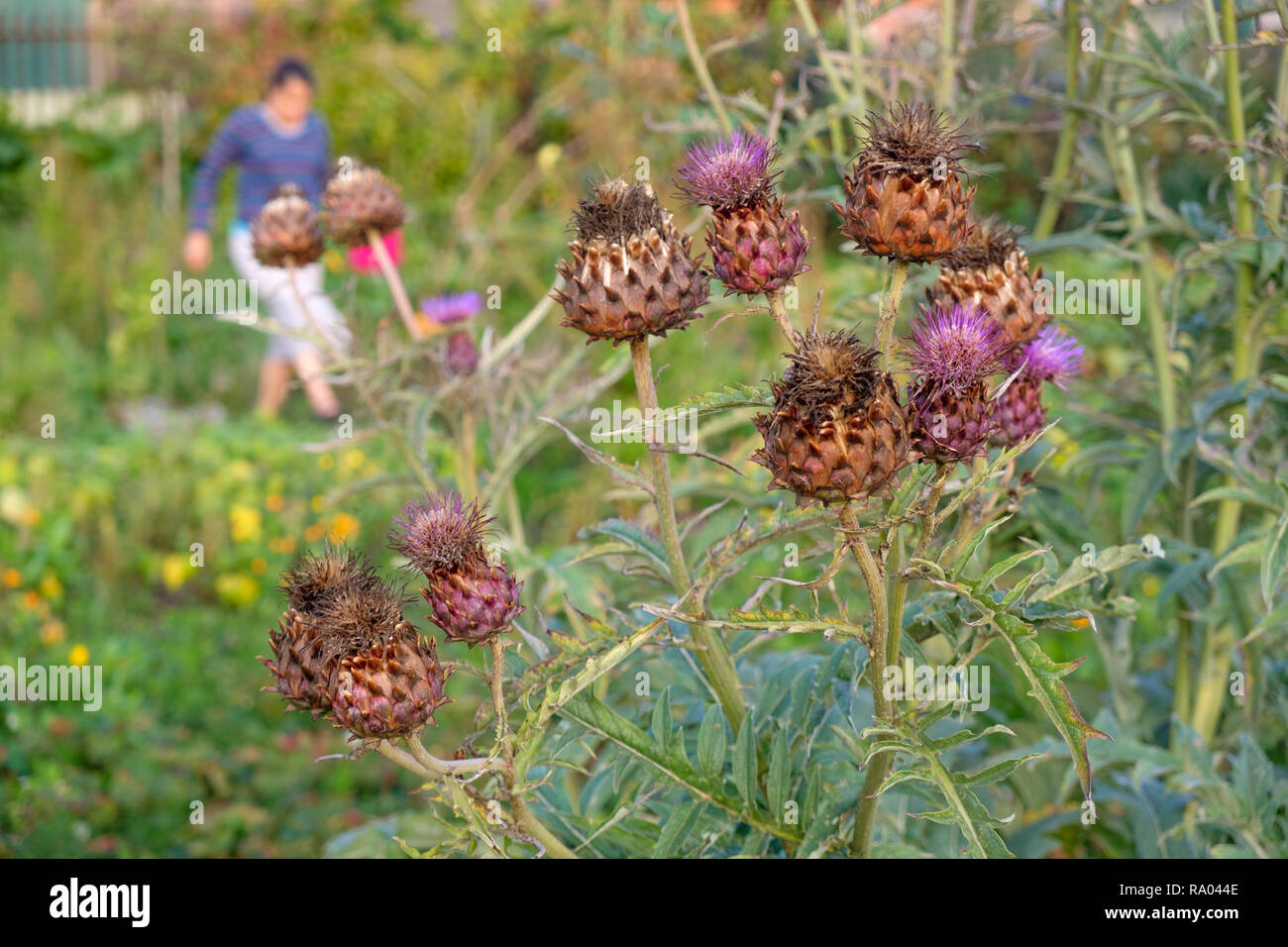 Flower heads of Cardoon (Cynara cardunculus), also called the artichoke ...