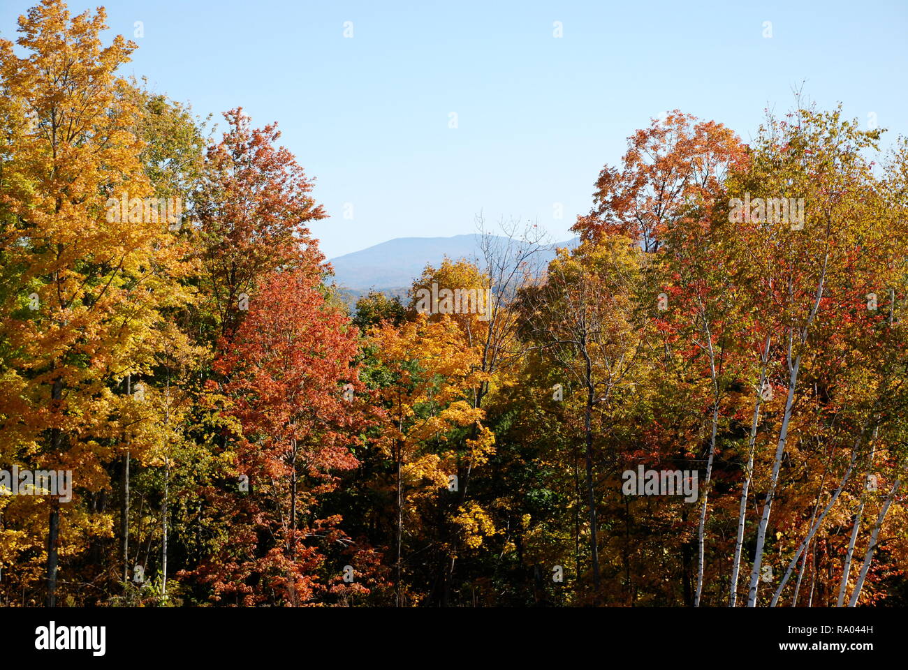 argyle, new york Stock Photo Alamy