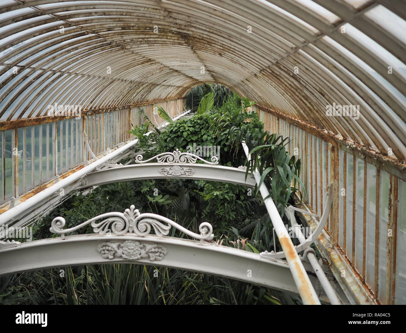 Tropical vintage Victorian metal greenhouse Stock Photo