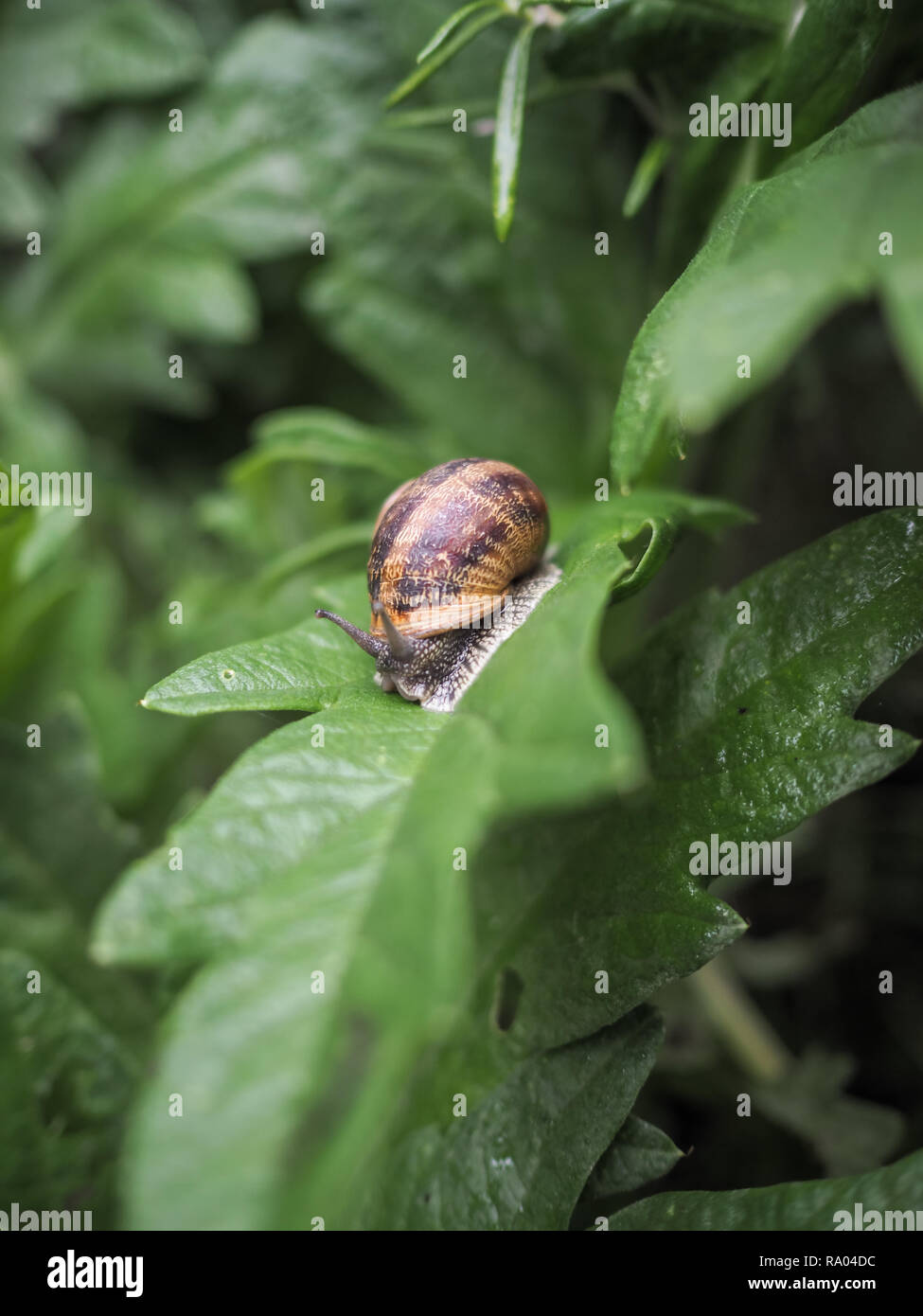 Snail crawling on a green artichoke leaf Stock Photo