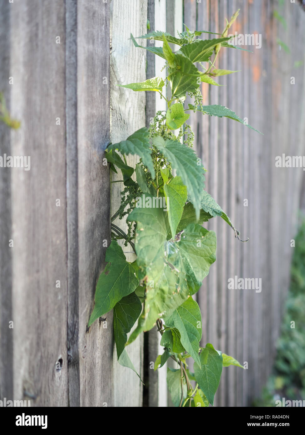Stinging nettles and bindweed growing through a wooden fence Stock Photo