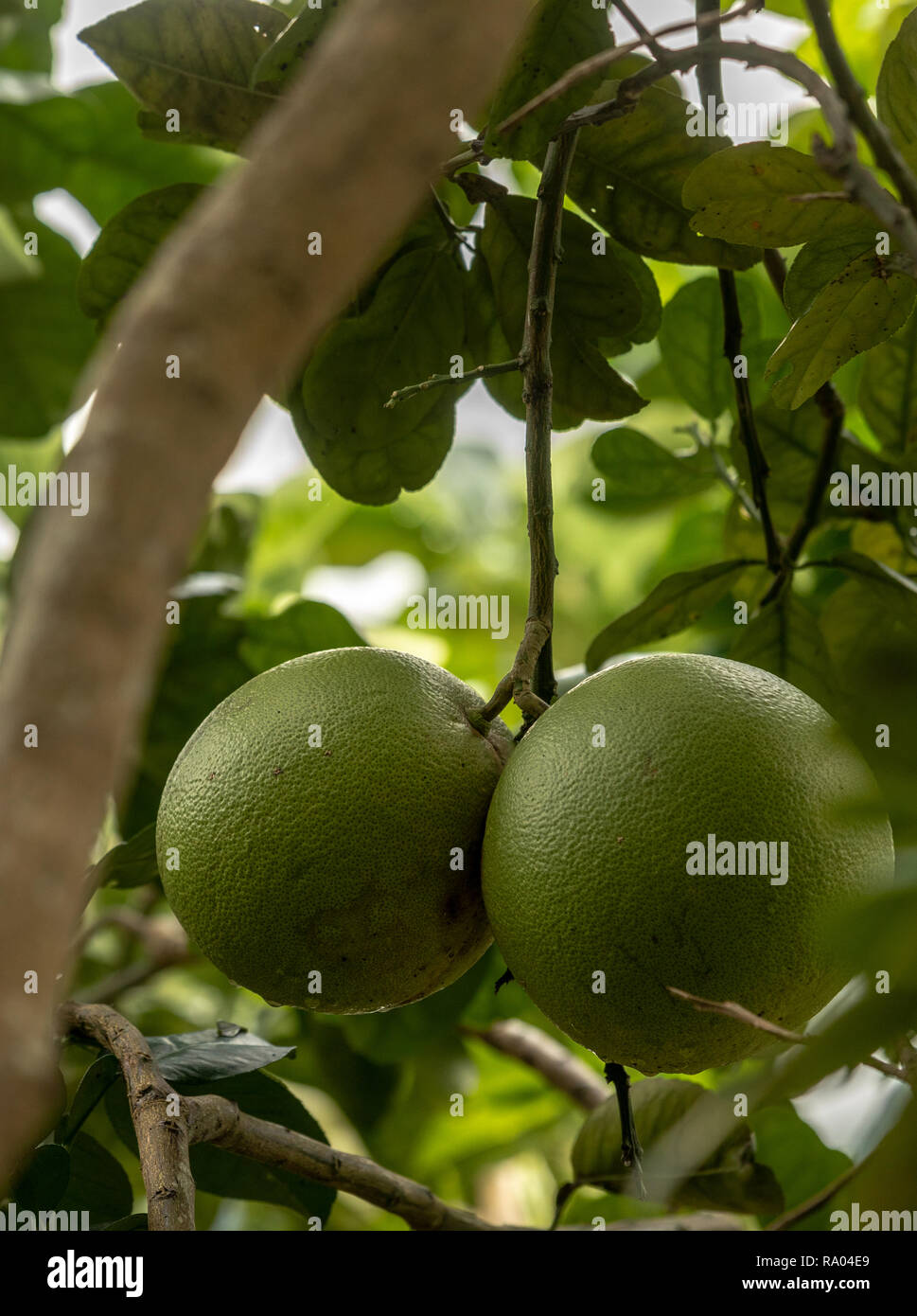 Pomelo, natural ripening citrus fruit, green pomelo hanging on tree
