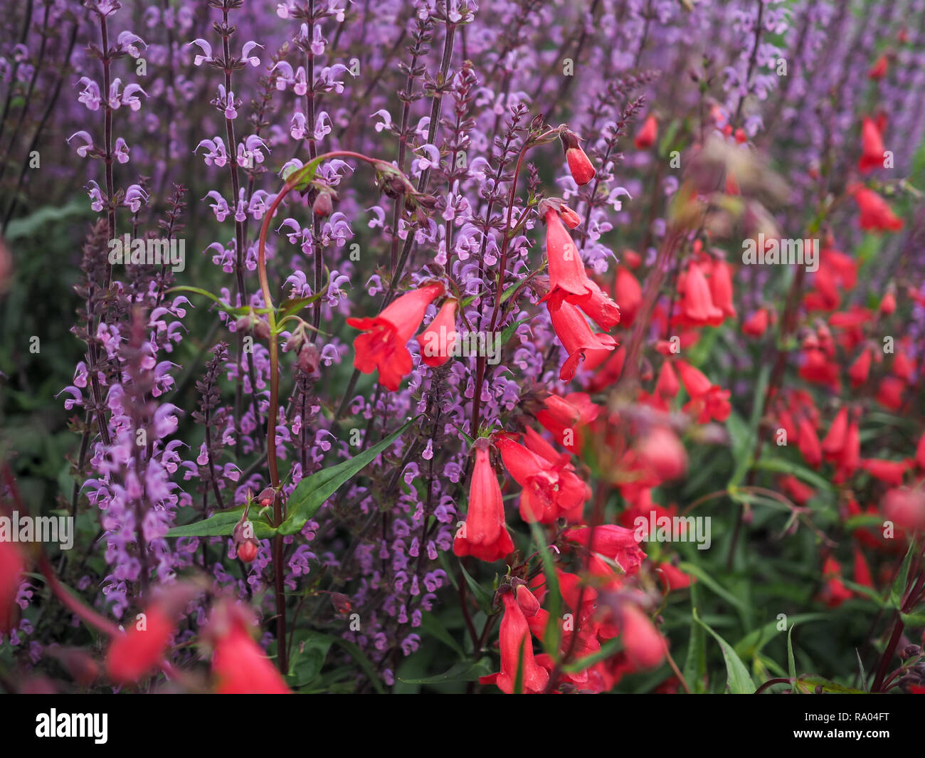 Red fuschia and purple salvia blooms Stock Photo
