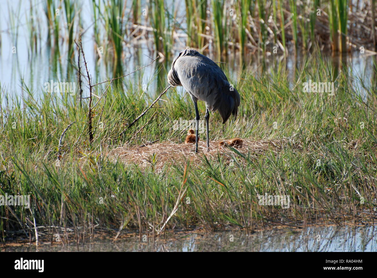 sand hill crane with babies Stock Photo