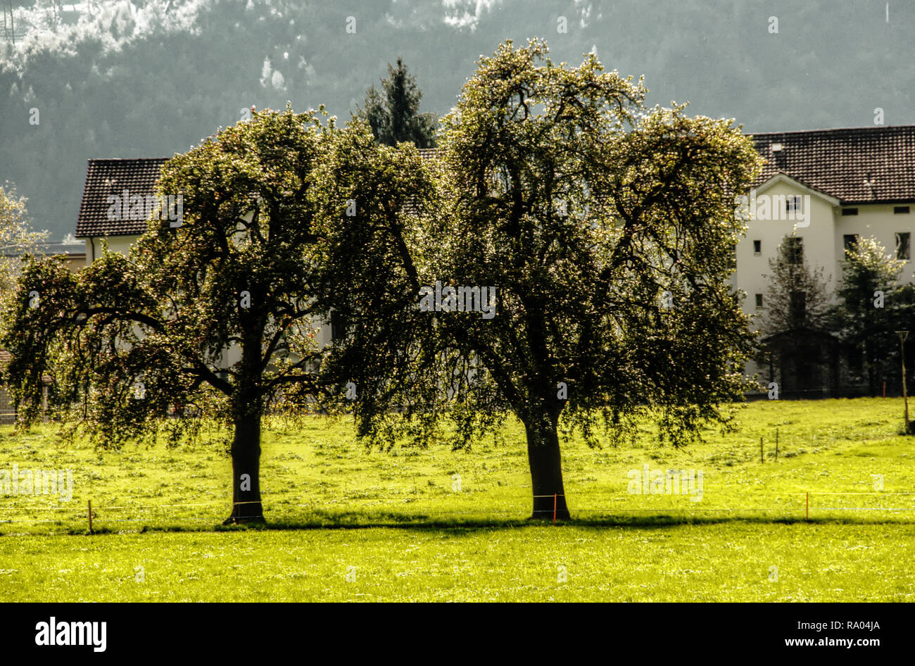 Meadow fruit trees hi-res stock photography and images - Alamy