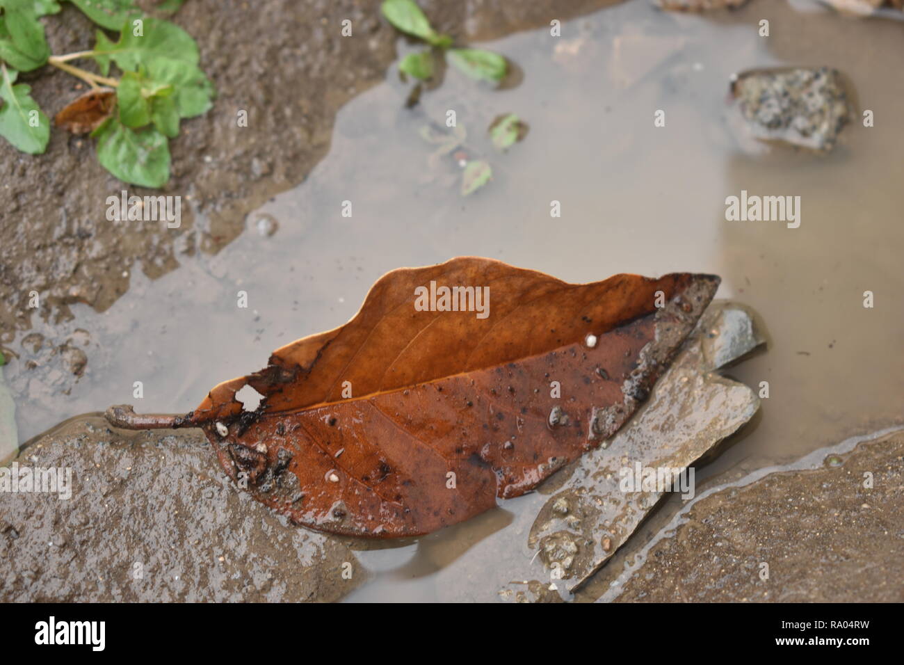 Single brown leaf on mud 1 Stock Photo