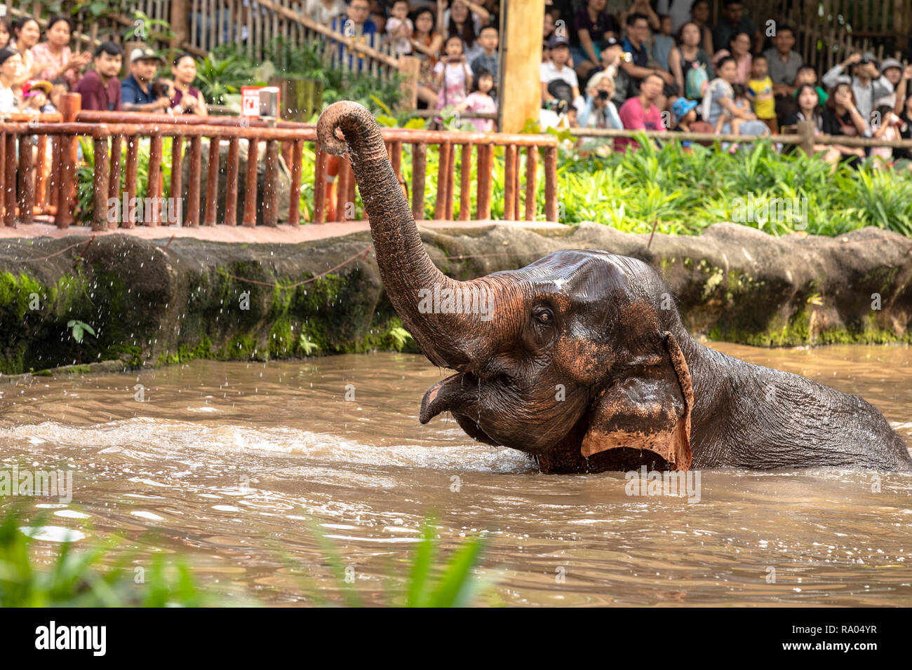 Singapore, December 2018: Asian elephant, Elephas maximus, entertaining in zoo. Stock Photo