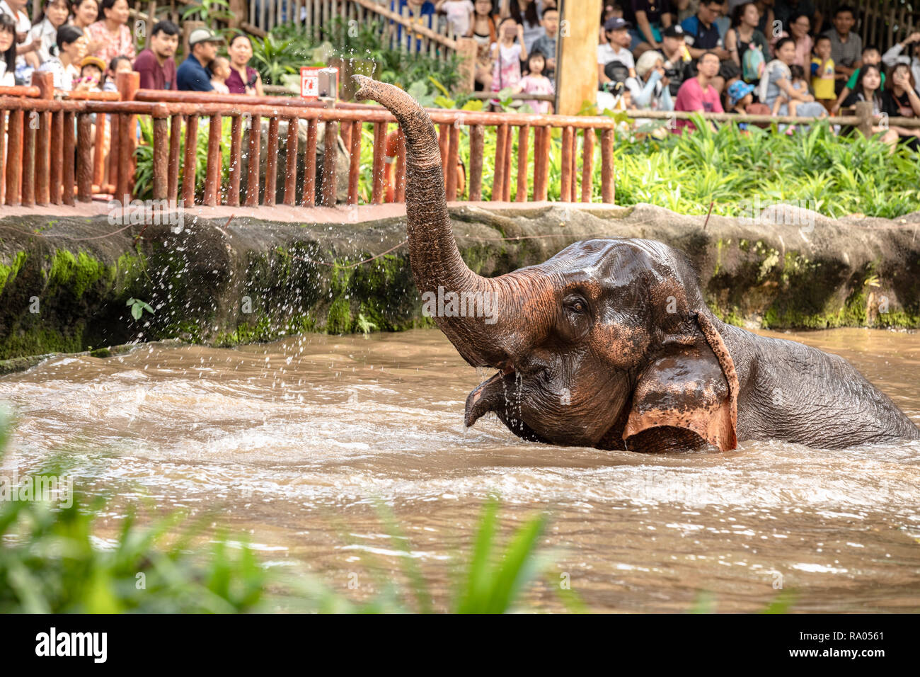 Singapore, December 2018: Asian elephant, Elephas maximus, taking a bath in the zoo. Stock Photo